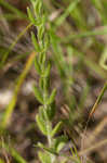 Hairy St. Johnswort